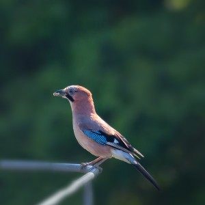 1as